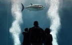 Hécatombe de thons dans un populaire aquarium de Tokyo