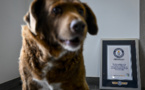 Bobi, sacré le chien le plus vieux du monde, est mort à 31 ans