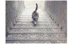 PHOTO - Est-ce que ce chat monte ou descend les escaliers ?
