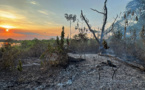 Brésil: des feux "hors de contrôle" mettent en péril le Pantanal et sa faune