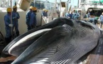 Baleine: le plan de chasse "scientifique" du Japon contesté par la Commission baleinière