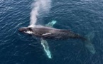 Une baleine grise bat le record de migration