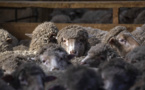 En Nouvelle-Zélande, ambiance zen pour des moutons ultra-choyés