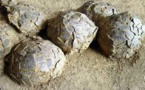 Chine: des dizaines d'oeufs de dinosaures retrouvés sur un chantier
