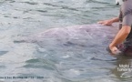 Une baleine à bec échouée à Moorea