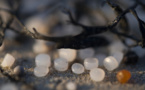 Les plages du nord-ouest de l'Espagne infestées de micro-billes de plastique