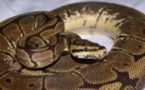 Mais à qui appartient cette mue de python de 4 mètres découverte en Ardèche ?