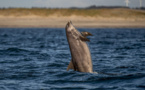 Un mois sans pêche pour sauver les dauphins: une décision radicale qui pose encore question