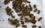 Les apiculteurs américains ont perdu 42% de leurs colonies d'abeilles en un an