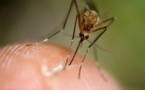 Chikungunya : deux enquêtes pour déterminer le nombre de personnes malades