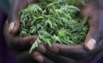 Une plante chinoise, espoir contre la malaria en Afrique