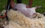 Tondeurs malpolis : « les moutons ne se sont pas encore plaints »