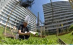 Sur les toits de Paris, des chefs cuisiniers plantent leurs potagers