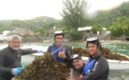 Arrachage d'algues tueuses de corail ce samedi au PK17.5