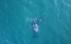 Le secret du chant des baleines caché au fond de leur larynx