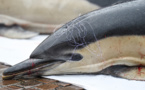 Dauphins: la météo perturbe la reprise de la pêche dans le golfe de Gascogne