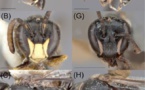 ​L’origine d’une micro-abeille des Tuamotu révélée