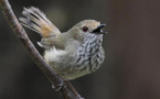 Un petit oiseau crie au loup pour effrayer les prédateurs (étude)