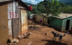 Au Brésil, il y a plus de chiens que d'enfants