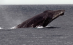 Les vagues de chaleur marine, nouvelle menace pour les baleines à bosses ?