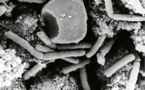 Plus de 50 laboratoires ont reçu des bacilles envoyés par erreur par le Pentagone