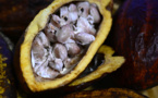 Le cacao dépasse 10.000 dollars la tonne, un nouveau record avant Pâques