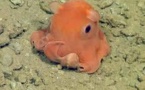Une petite pieuvre tellement mignonne qu'elle pourrait s'appeler "Adorabilis"