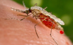 Circulation très active de la dengue à Tahiti, Rurutu et Fatu Hiva
