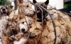 Les défenseurs des animaux muselés pour le festival chinois de la viande de chien