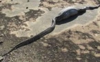 Un python meurt après avoir avalé un porc-épic