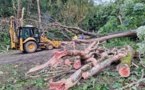 Un arbre s’effondre sur la route à Puunui