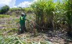 Guadeloupe: le conflit sur le prix de la canne s'enlise un mois après son lancement