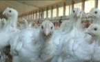Poulets aux algues sans antibiotiques rôtis sous le soleil de Bretagne
