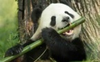 La lenteur du panda explique qu'il s'accommode du bambou