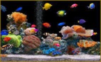 Retard dans la construction d'un aquarium géant au Brésil: 10.000 poissons meurent