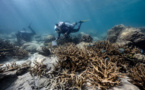 Blanchissement de coraux en Thaïlande: fermeture d'une île