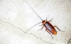Un zoo japonais tente de redorer l'image répugnante du cafard