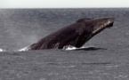 L'Islande autorise la chasse à la baleine pour la saison 2024