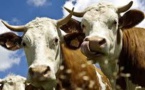 Un complément alimentaire donné aux vaches pour la lutte climatique