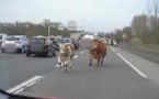"Rodéo" sur l'autoroute pour retrouver des vaches après un accident de bétaillère