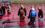 les Féroé: cinq opposants à la chasse à la baleine condamnés