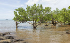 Puits de carbone et de biodiversité, la mangrove de Mayotte en danger