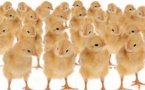 Des parlementaires volent au secours des poussins mâles