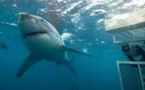 L'Australie va traquer ses squales