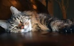 A 26 ans, Corduroy, amateur de cheddar, devient le plus vieux chat du monde