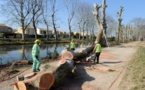 Canal du Midi : abattage de 2.200 platanes malades à partir de lundi .