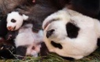Un panda géant donne naissance à un petit en Malaisie