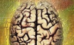 Des chercheurs produisent un mini-cerveau humain presque complet en laboratoire