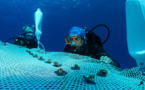 A Chypre, la première pépinière flottante de corail en Méditerranée