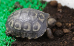 Naissance d'une tortue des Galapagos à Ajaccio, une première en France